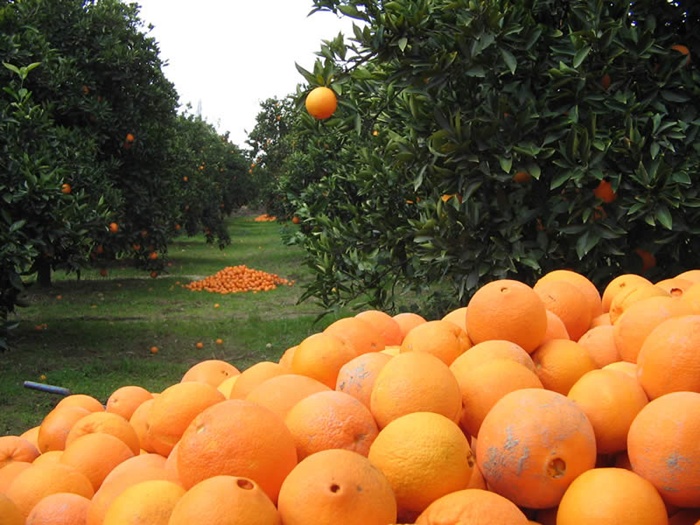 Orange garden Finike Town, Antalya / Southern Turkey