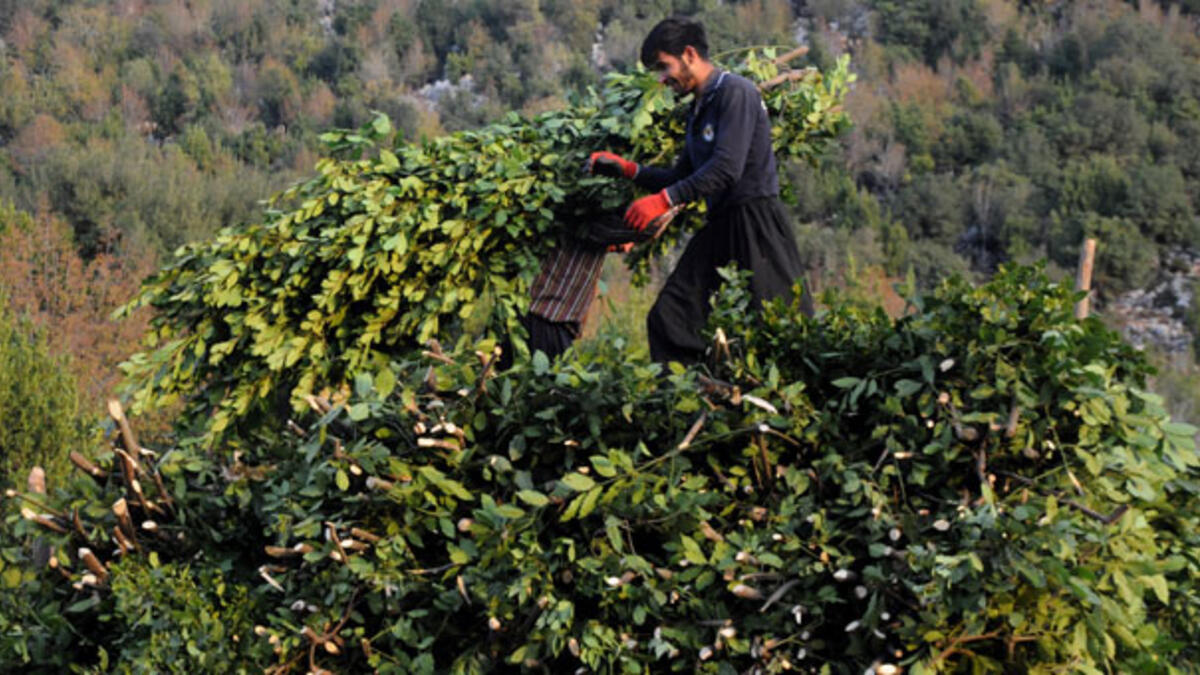 A villager collecting laurel , Southern Turkey